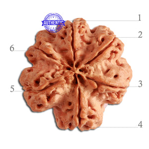 6 Mukhi Rudraksha from Nepal - Bead No. 310