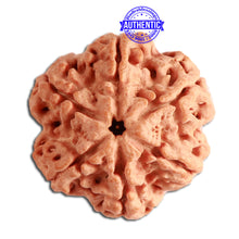 Load image into Gallery viewer, 6 Mukhi Rudraksha from Nepal - Bead No 334
