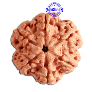 6 Mukhi Rudraksha from Nepal - Bead No 334