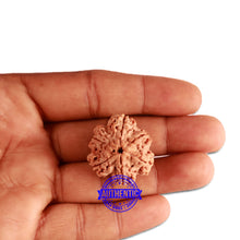 Load image into Gallery viewer, 6 Mukhi Ganesha Rudraksha from Nepal - Bead No. 358
