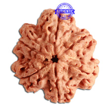 Load image into Gallery viewer, 6 Mukhi Ganesha Rudraksha from Nepal - Bead No. 358
