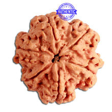 Load image into Gallery viewer, 6 Mukhi Ganesha Rudraksha from Nepal - Bead No. 362
