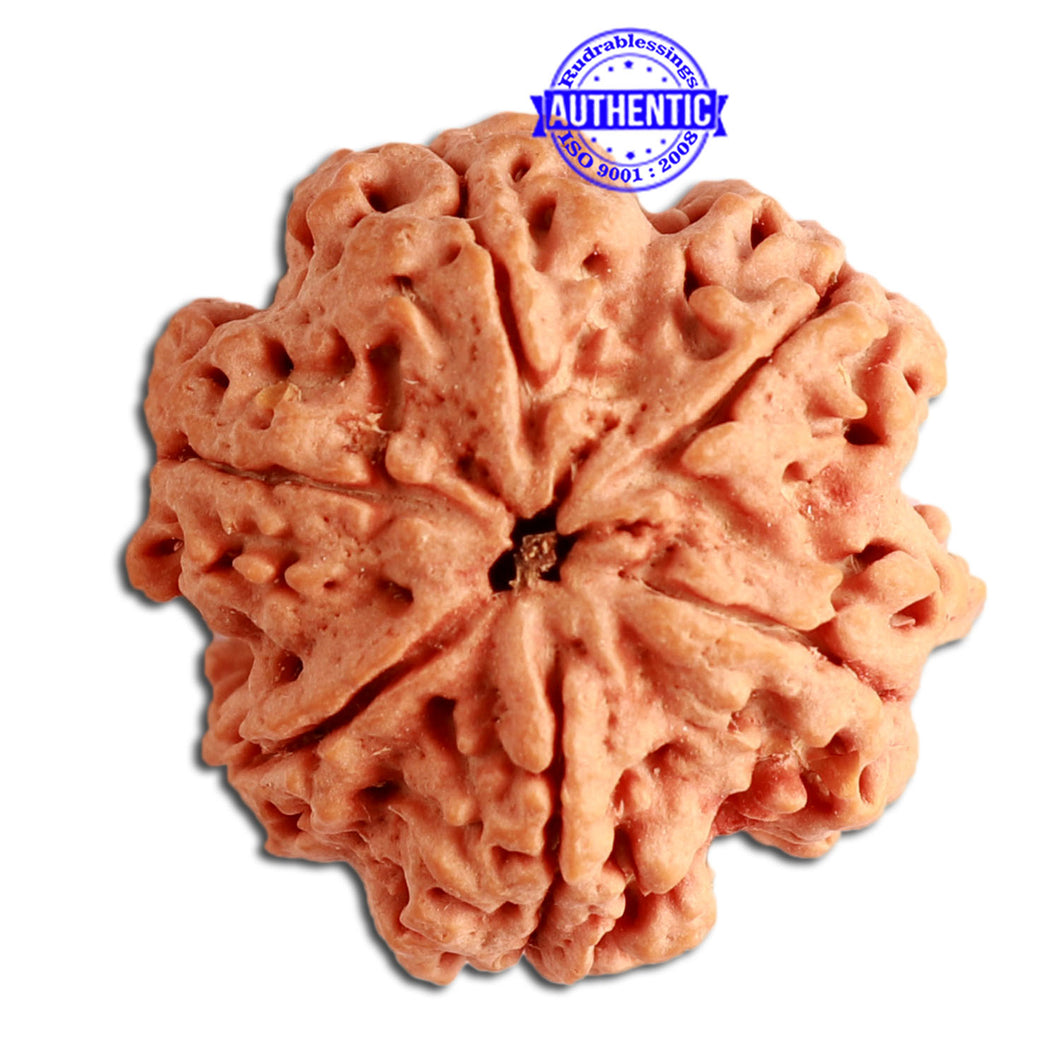 6 Mukhi Ganesha Rudraksha from Nepal - Bead No. 362