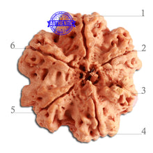 Load image into Gallery viewer, 6 Mukhi Ganesha Rudraksha from Nepal - Bead No. 362
