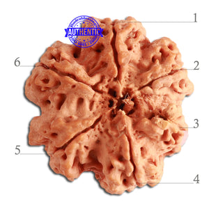 6 Mukhi Ganesha Rudraksha from Nepal - Bead No. 362