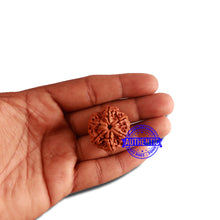 Load image into Gallery viewer, 6 Mukhi Rudraksha from Nepal - Bead No. 406
