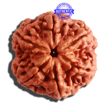 Load image into Gallery viewer, 6 Mukhi Rudraksha from Nepal - Bead No. 406
