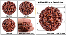 Load image into Gallery viewer, 6 Mukhi Hybrid Rudraksha - Bead No. 8
