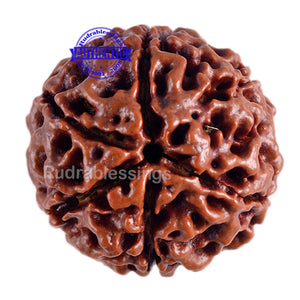 6 Mukhi Hybrid Rudraksha - Bead No. 9