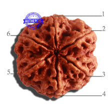 Load image into Gallery viewer, 6 Mukhi Rudraksha from Nepal - Bead No. 406
