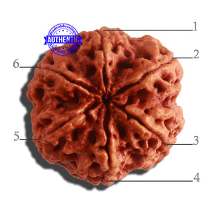 6 Mukhi Rudraksha from Nepal - Bead No. 406