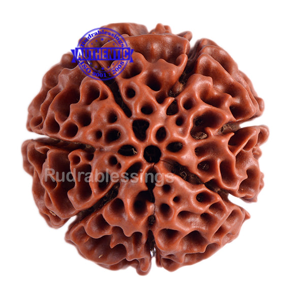 7 Mukhi Hybrid Rudraksha - Bead No. 3