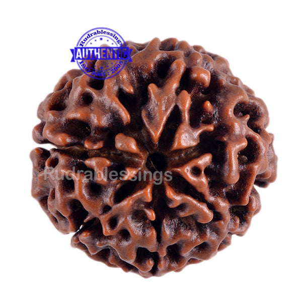 7 Mukhi Hybrid Rudraksha - Bead No. 4