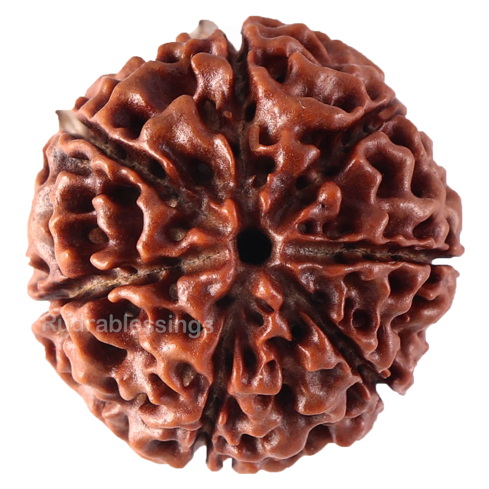 7 Mukhi Hybrid Rudraksha - Bead No. 32