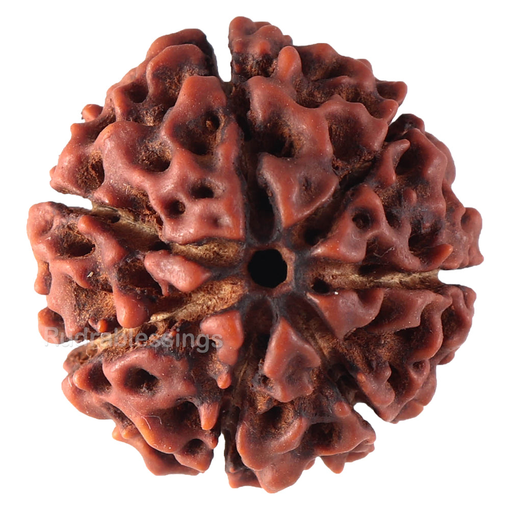 7 Mukhi Hybrid Rudraksha - Bead No. 37