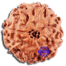 Load image into Gallery viewer, 8 Mukhi Rudraksha from Indonesia - Bead No. 10
