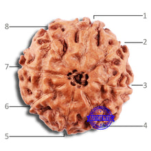 Load image into Gallery viewer, 8 Mukhi Rudraksha from Indonesia - Bead No. 10
