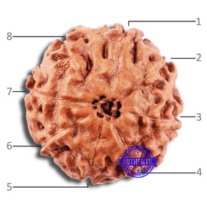 8 Mukhi Rudraksha from Indonesia - Bead No. 10