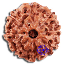 Load image into Gallery viewer, 8 Mukhi Rudraksha from Indonesia - Bead No. 10
