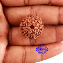 Load image into Gallery viewer, 8 Mukhi Rudraksha from Indonesia - Bead No. 10
