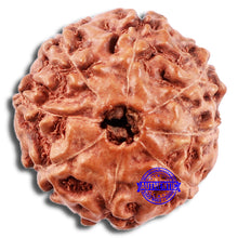 Load image into Gallery viewer, 8 Mukhi Rudraksha from Indonesia - Bead No. 11
