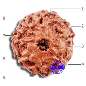 8 Mukhi Rudraksha from Indonesia - Bead No. 11