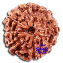 Load image into Gallery viewer, 8 Mukhi Rudraksha from Indonesia - Bead No. 11
