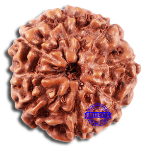 8 Mukhi Rudraksha from Indonesia - Bead No. 11