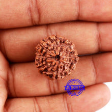 Load image into Gallery viewer, 8 Mukhi Rudraksha from Indonesia - Bead No. 11
