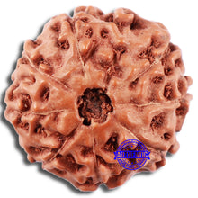 Load image into Gallery viewer, 8 Mukhi Rudraksha from Indonesia - Bead No. 12
