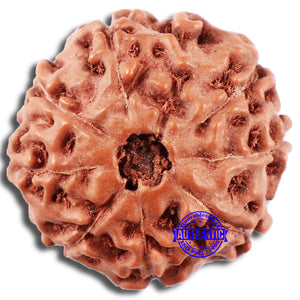 8 Mukhi Rudraksha from Indonesia - Bead No. 12