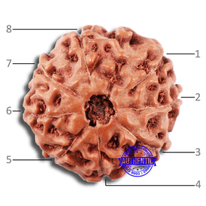 8 Mukhi Rudraksha from Indonesia - Bead No. 12