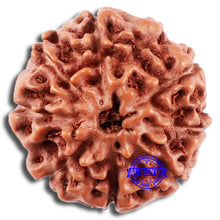 Load image into Gallery viewer, 8 Mukhi Rudraksha from Indonesia - Bead No. 12
