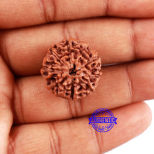 Load image into Gallery viewer, 8 Mukhi Rudraksha from Indonesia - Bead No. 12
