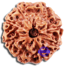 Load image into Gallery viewer, 8 Mukhi Rudraksha from Indonesia - Bead No. 14
