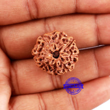 Load image into Gallery viewer, 8 Mukhi Rudraksha from Indonesia - Bead No. 14
