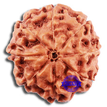 Load image into Gallery viewer, 8 Mukhi Rudraksha from Indonesia - Bead No. 16
