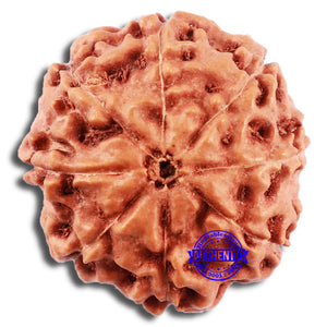 8 Mukhi Rudraksha from Indonesia - Bead No. 16