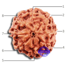 Load image into Gallery viewer, 8 Mukhi Rudraksha from Indonesia - Bead No. 16
