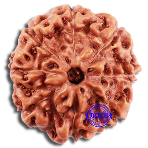 8 Mukhi Rudraksha from Indonesia - Bead No. 16