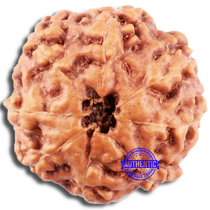 8 Mukhi Rudraksha from Indonesia - Bead No. 17