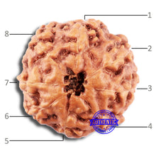 Load image into Gallery viewer, 8 Mukhi Rudraksha from Indonesia - Bead No. 17
