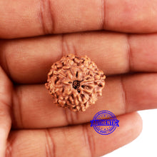 Load image into Gallery viewer, 8 Mukhi Rudraksha from Indonesia - Bead No. 17
