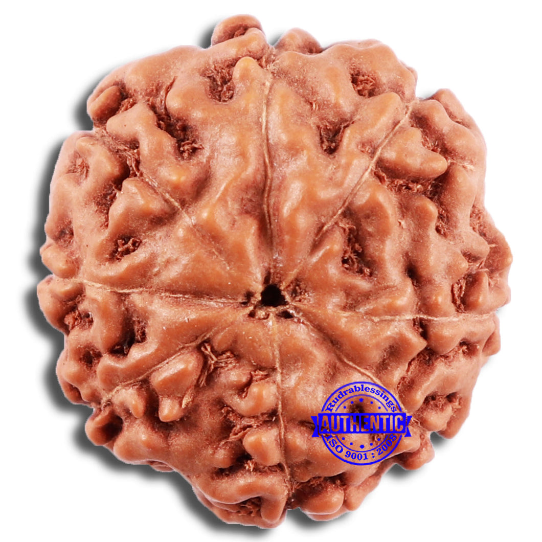 8 Mukhi Rudraksha from Indonesia - Bead No. 18