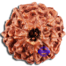 Load image into Gallery viewer, 8 Mukhi Rudraksha from Indonesia - Bead No. 1
