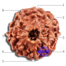 Load image into Gallery viewer, 8 Mukhi Rudraksha from Indonesia - Bead No. 1
