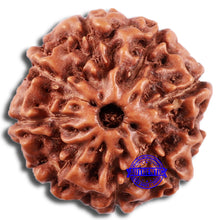 Load image into Gallery viewer, 8 Mukhi Rudraksha from Indonesia - Bead No. 1
