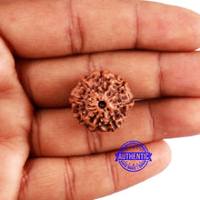 Load image into Gallery viewer, 8 Mukhi Rudraksha from Indonesia - Bead No. 1
