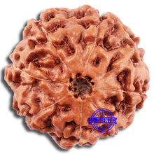 Load image into Gallery viewer, 8 Mukhi Rudraksha from Indonesia - Bead No. 209
