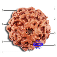 Load image into Gallery viewer, 8 Mukhi Rudraksha from Indonesia - Bead No. 209
